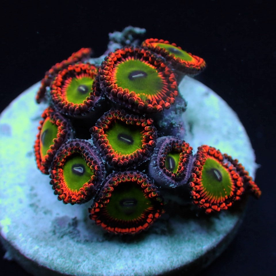 Zoanthus spp. (Bowser) (frag)