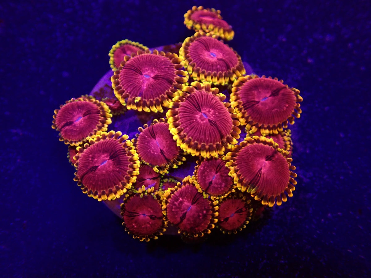 Zoanthus spp. (Fake Lime Chilli) (frag)