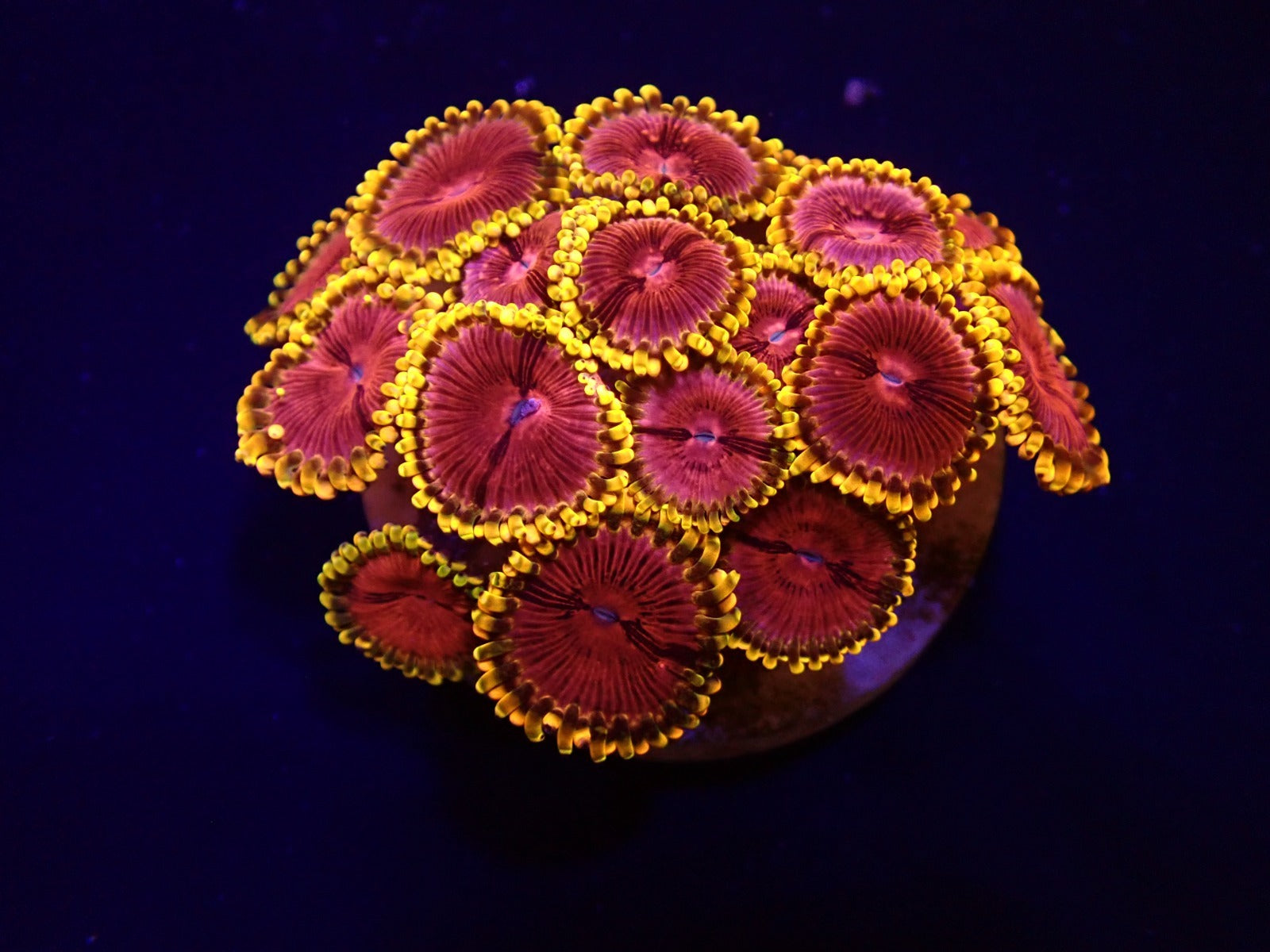 Zoanthus spp. (Fake Lime Chilli) (frag)