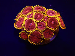 Zoanthus spp. (Fake Lime Chilli) (frag)