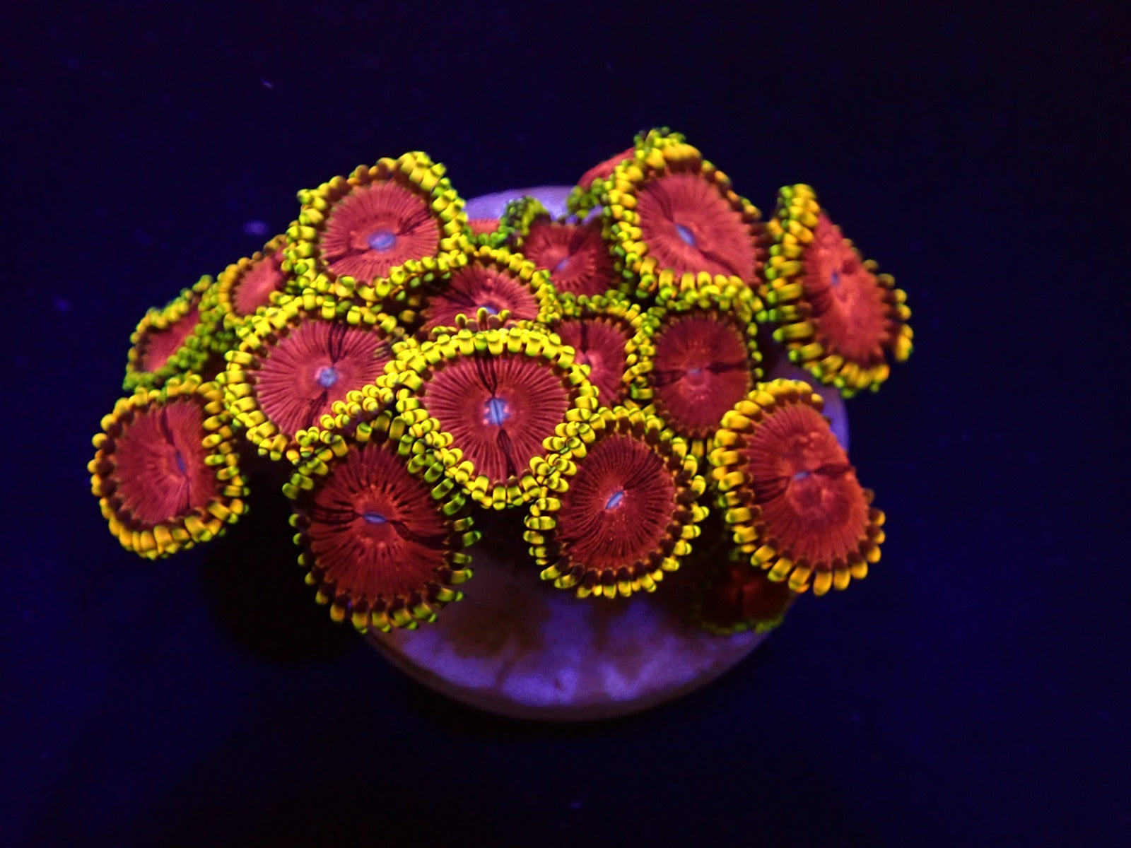 Zoanthus spp. (Fake Lime Chilli) (frag)
