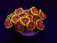 Zoanthus spp. (Fake Lime Chilli) (frag)