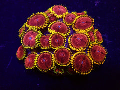 Zoanthus spp. (Fake Lime Chilli) (frag)