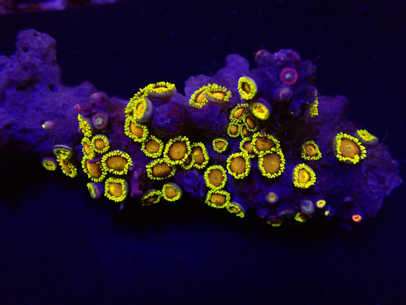 Zoanthus spp. (Fiji-Tonga)