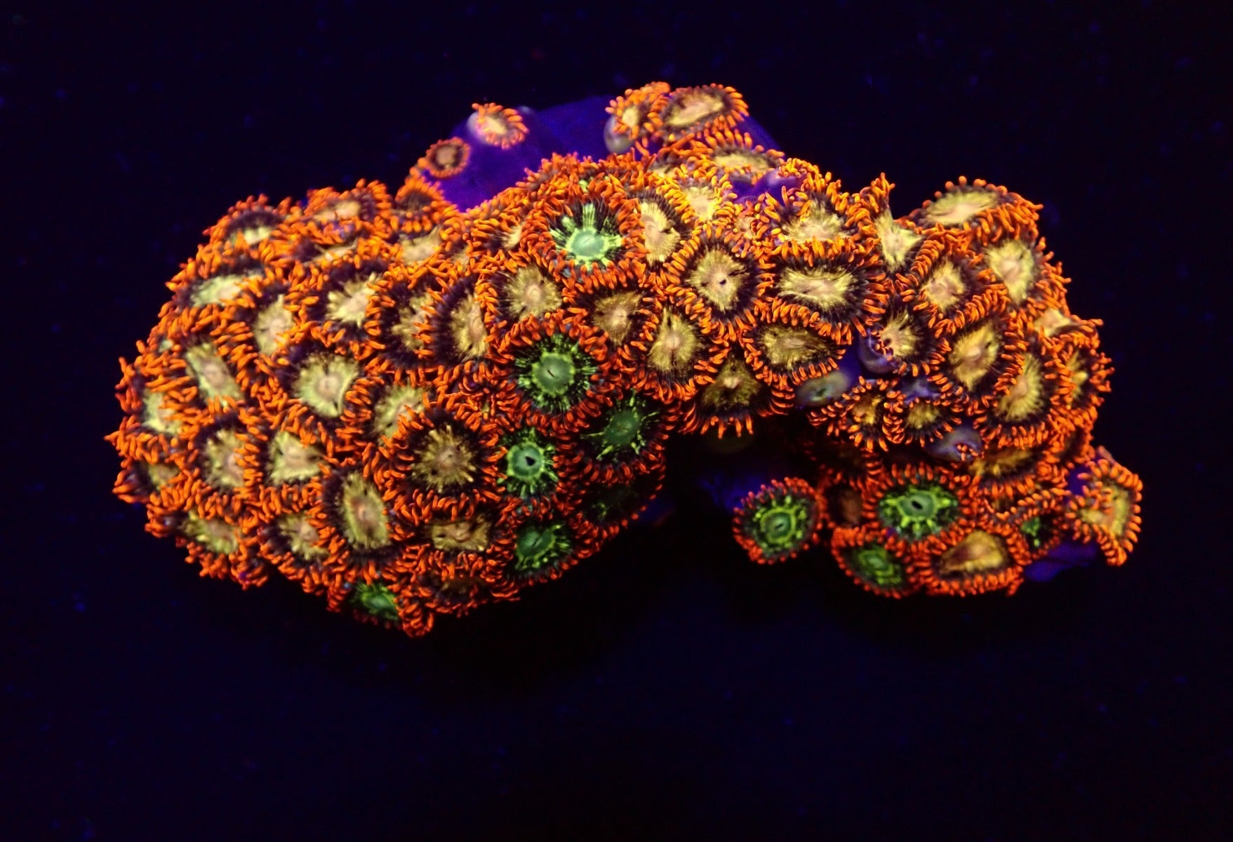 Zoanthus spp. (Fiji-Tonga)