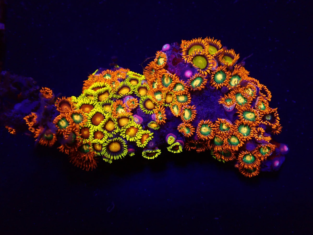 Zoanthus spp. (Fiji-Tonga)