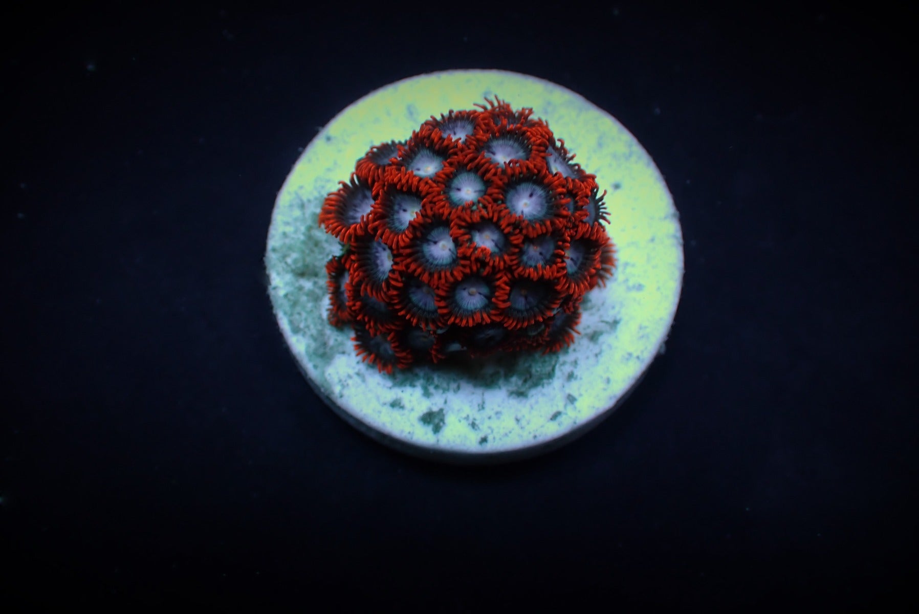 Zoanthus spp. (Fire and Ice) (frag)