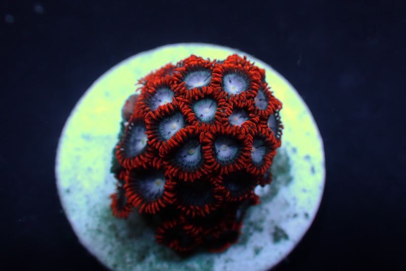 Zoanthus spp. (Fire and Ice) (frag)