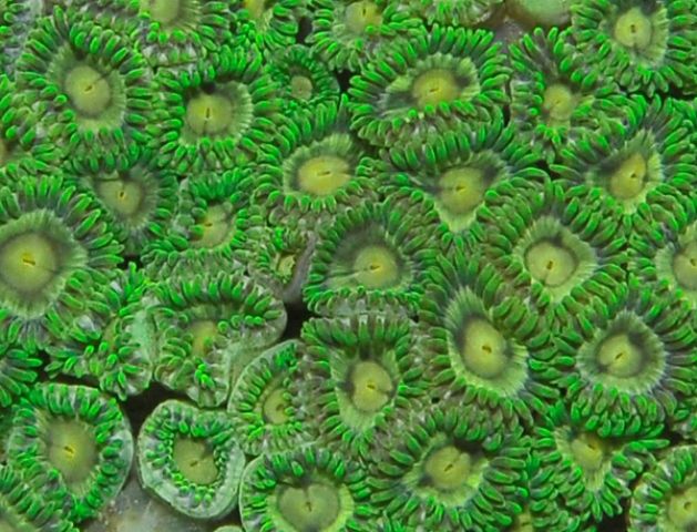 Zoanthus spp. (Green)