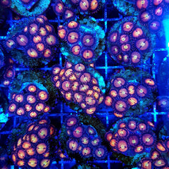 Zoanthus spp. (Halle Berry) (frag)