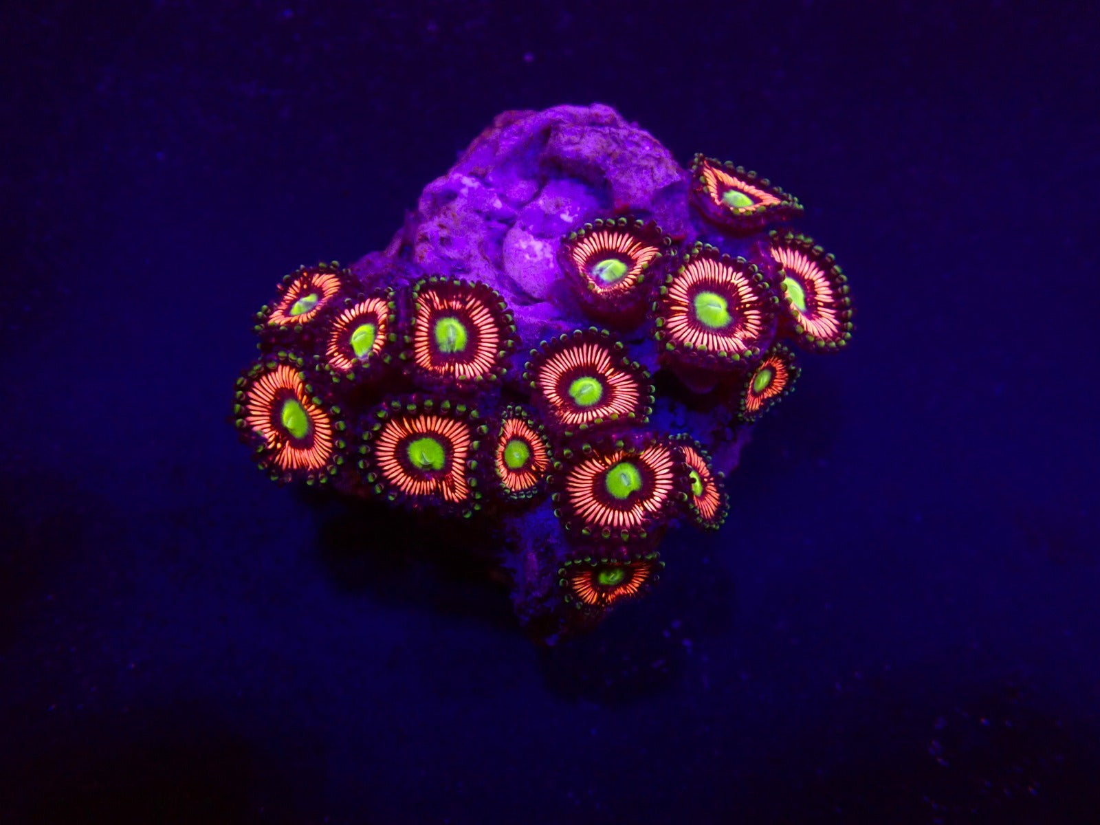 Zoanthus spp. (Lord of the Rings) (frag)