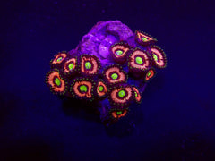 Zoanthus spp. (Lord of the Rings) (frag)