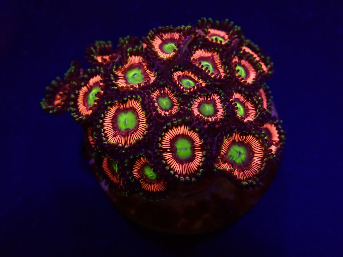 Zoanthus spp. (Lord of the Rings) (frag)