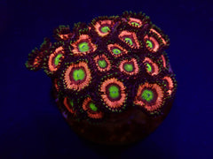 Zoanthus spp. (Lord of the Rings) (frag)