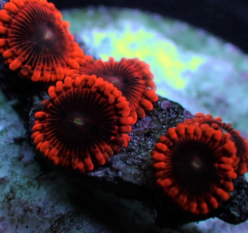 Zoanthus spp. (Lunar Eclipse) (frag)