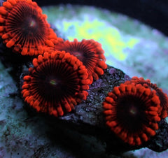 Zoanthus spp. (Lunar Eclipse) (frag)