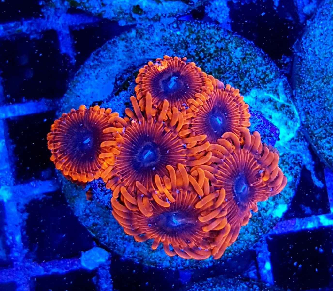 Zoanthus spp. (Lunar Eclipse) (frag)