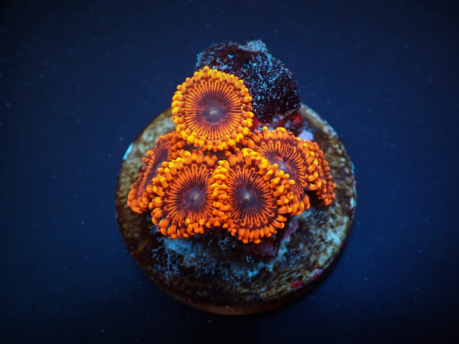 Zoanthus spp. (Lunar Eclipse) (frag)