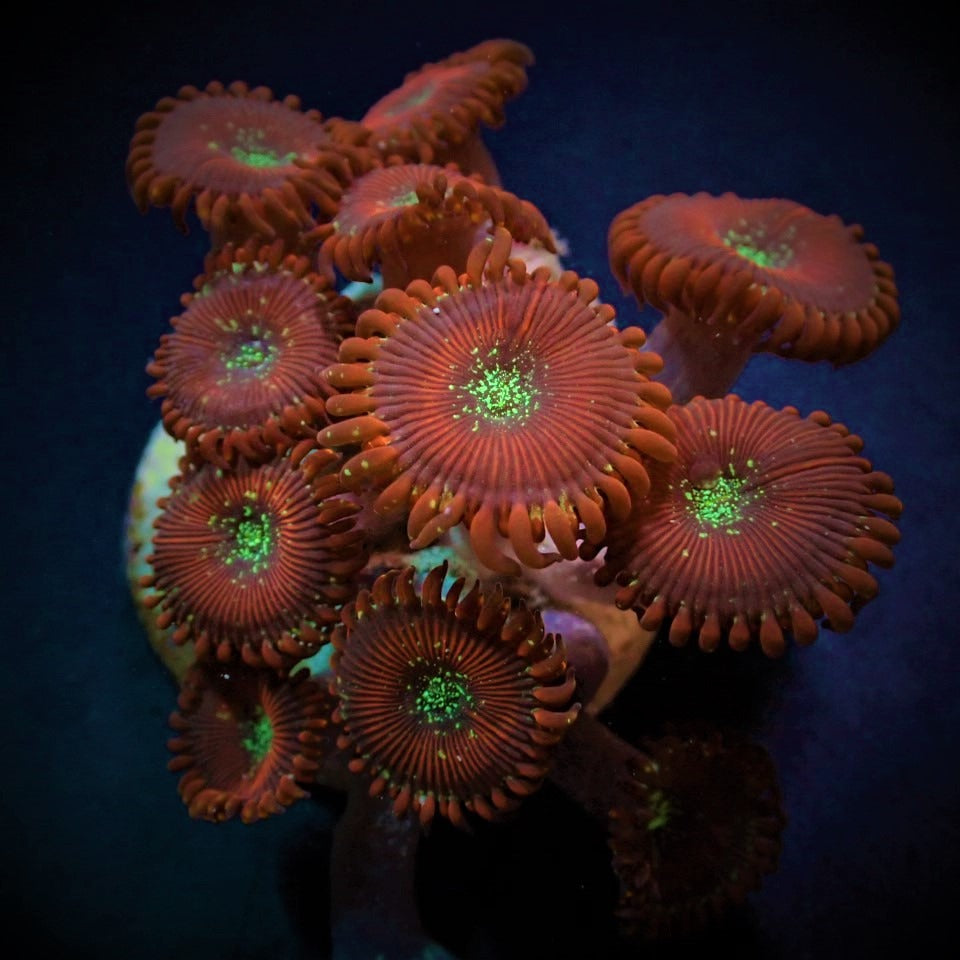 Zoanthus spp. (Magician) (frag)