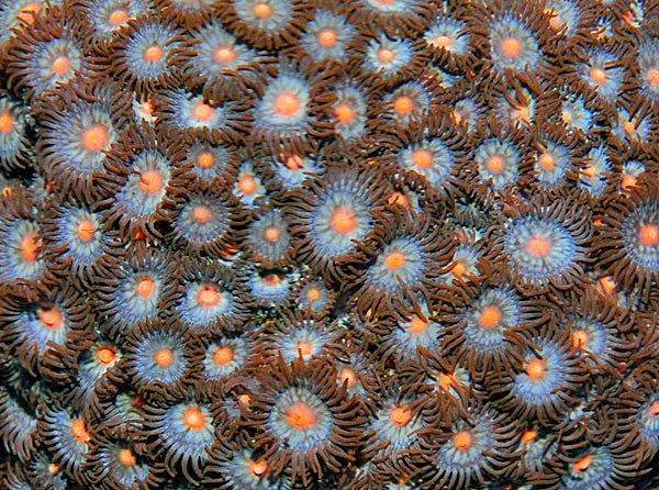 Zoanthus spp. (Orange tip)