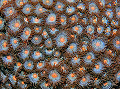 Zoanthus spp. (Orange tip)