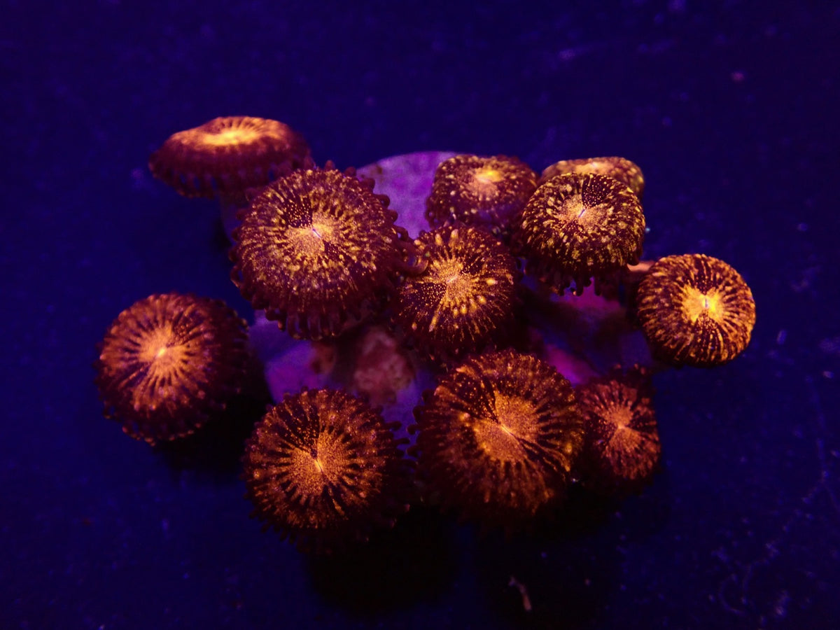 Zoanthus spp. (Pandora) (frag)