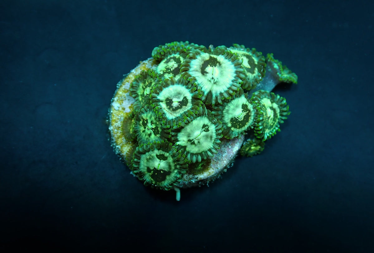 Zoanthus spp. (Premium) (frag)