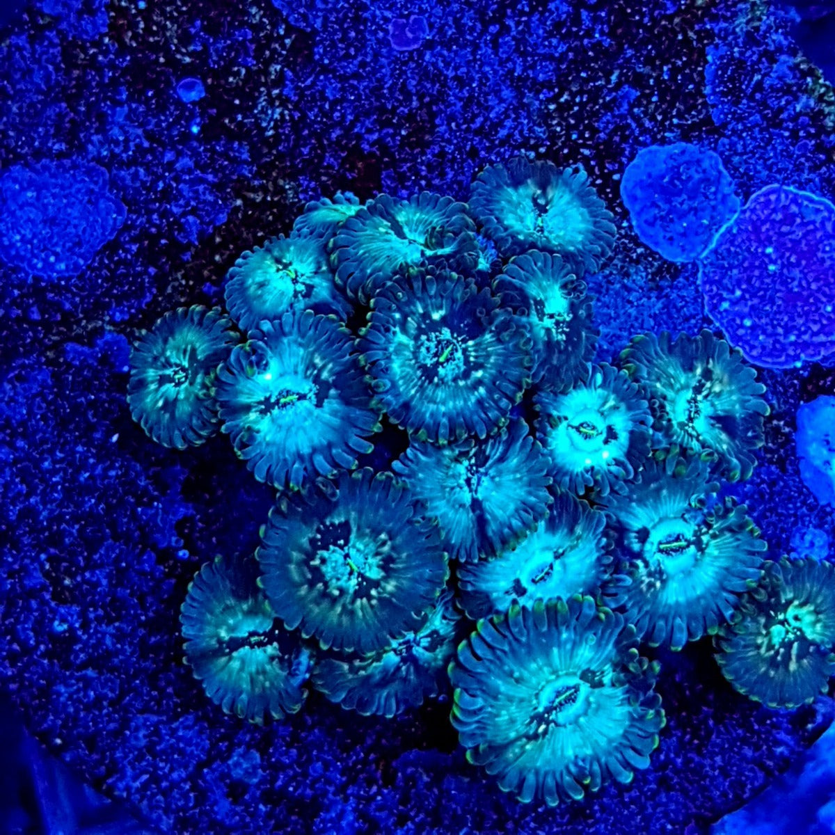Zoanthus spp. (Premium) (frag)