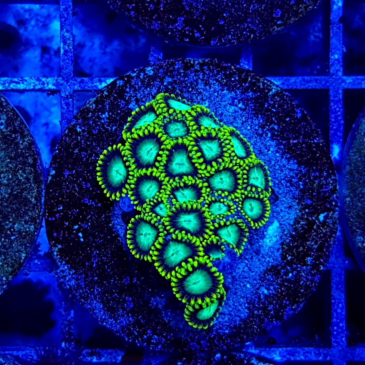 Zoanthus spp. (Premium) (frag)