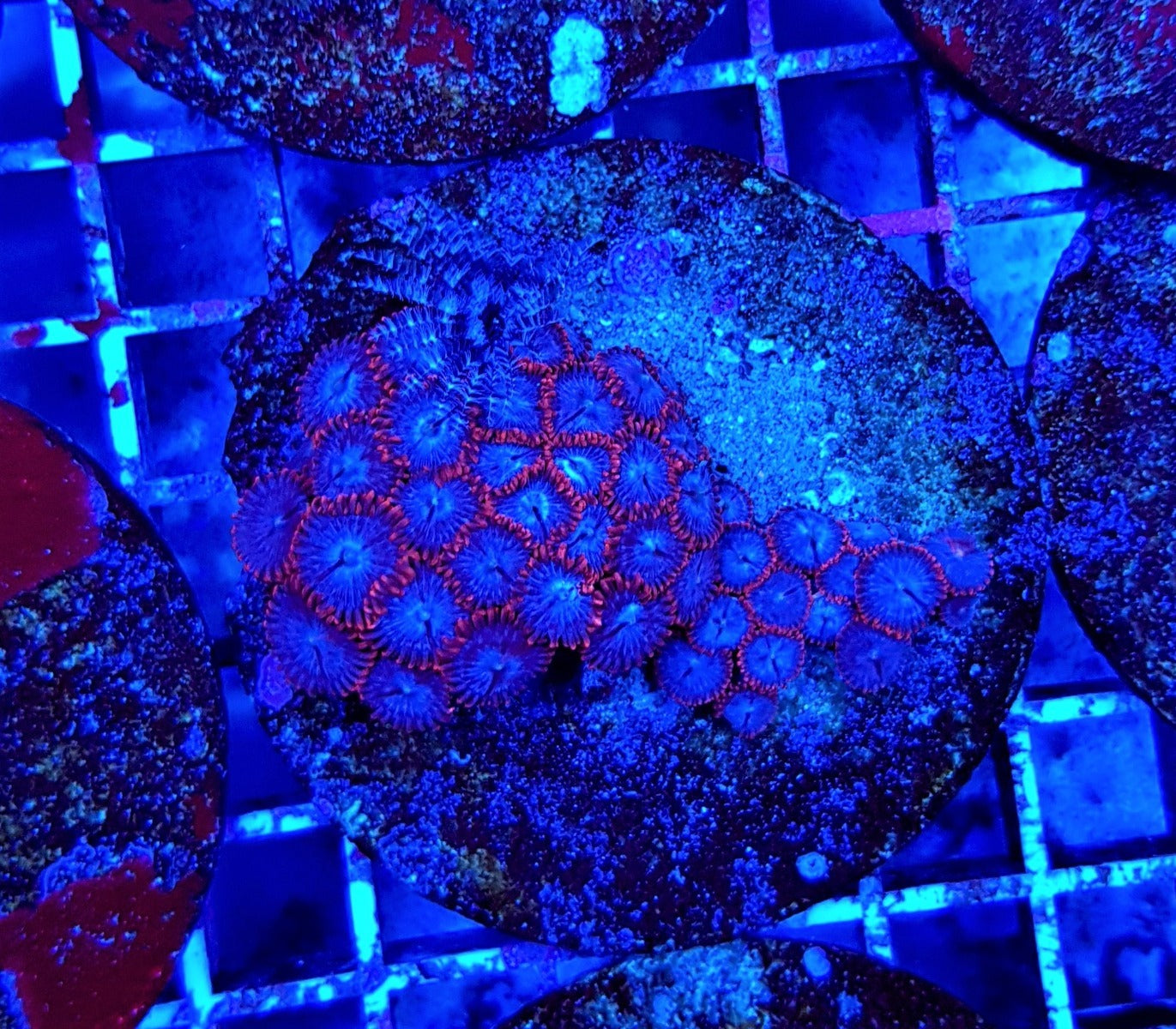 Zoanthus spp. (Premium) (frag)