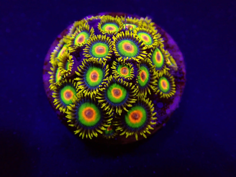 Zoanthus spp. (Rasta) (frag)
