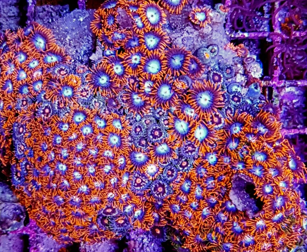 Zoanthus spp. (Red-Orange)
