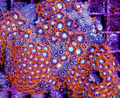 Zoanthus spp. (Red-Orange)
