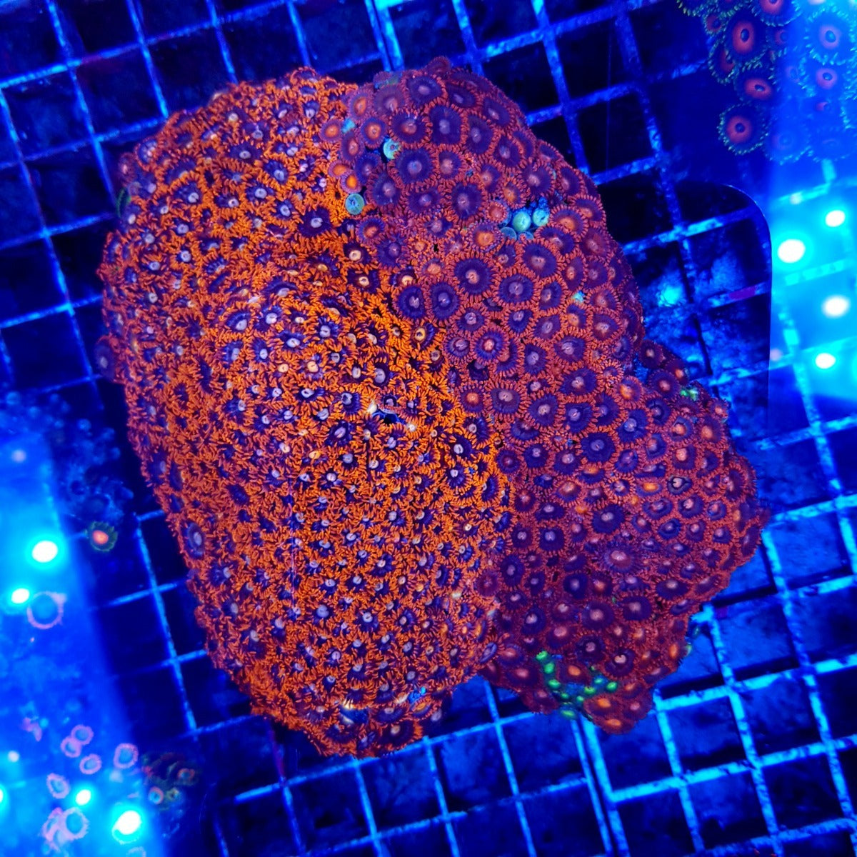 Zoanthus spp. (Red-Orange)
