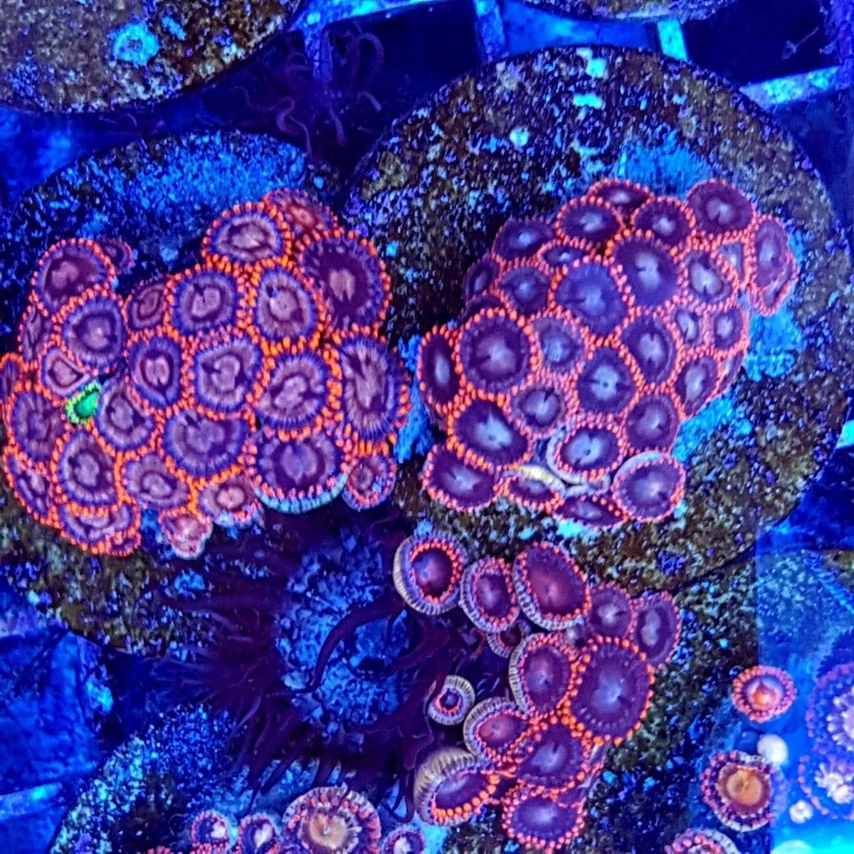 Zoanthus spp. (Red-Orange)