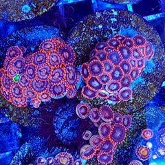 Zoanthus spp. (Red-Orange)