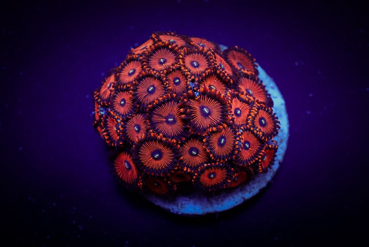 Zoanthus spp. (Red People Eater) (frag)