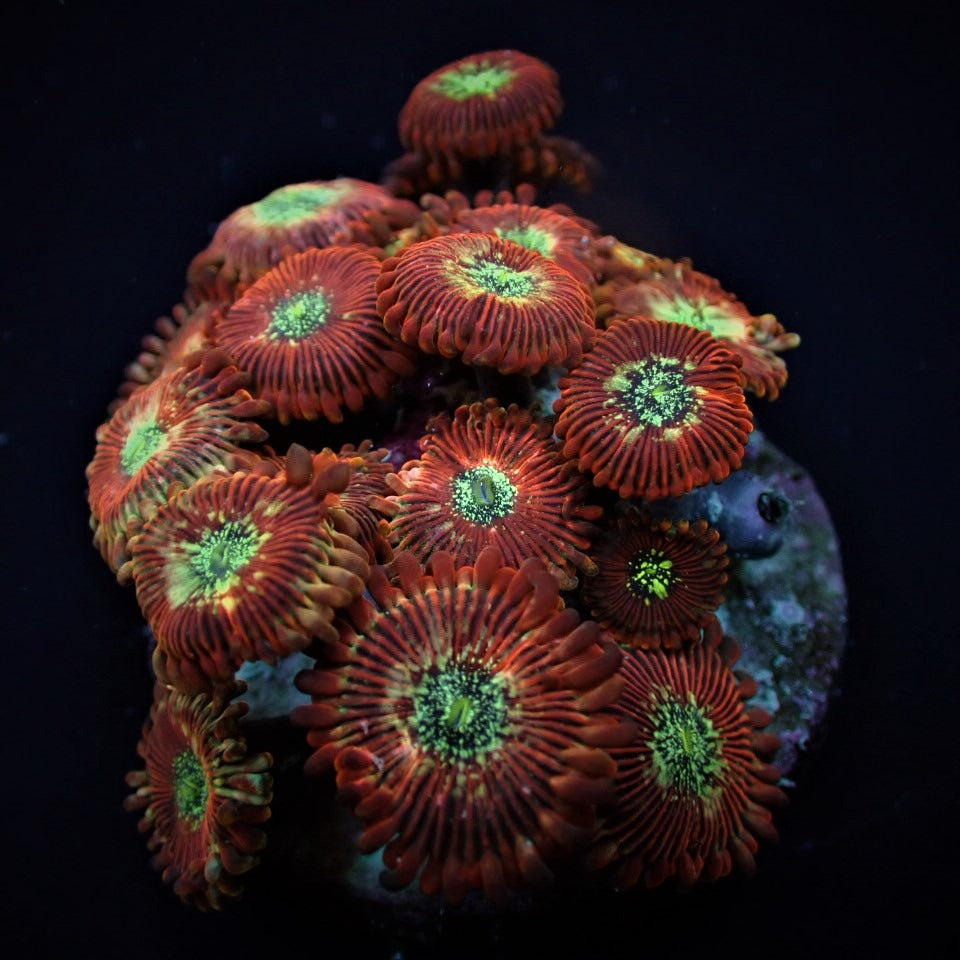 Zoanthus spp. (Salted Agave) (frag)