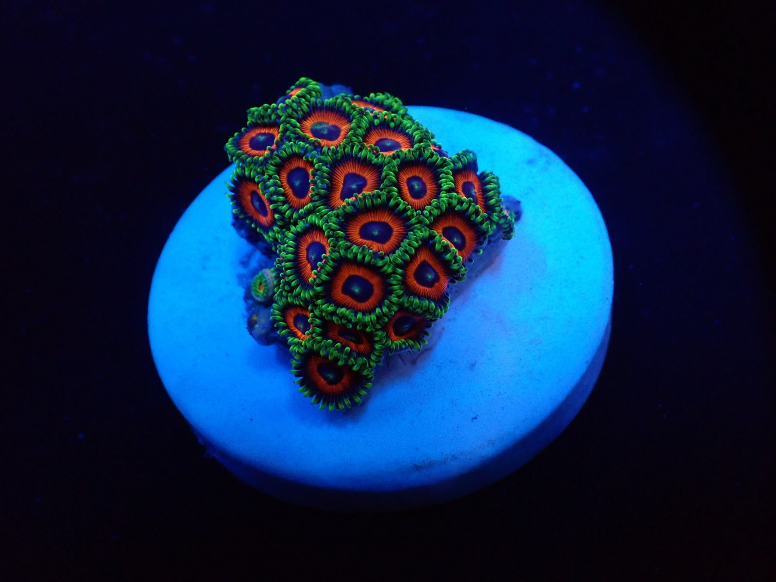 Zoanthus spp. (Watermelon) (frag)