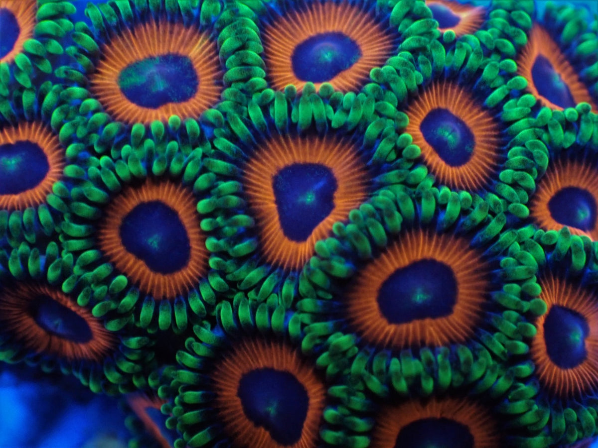 Zoanthus spp. (Watermelon) (frag)