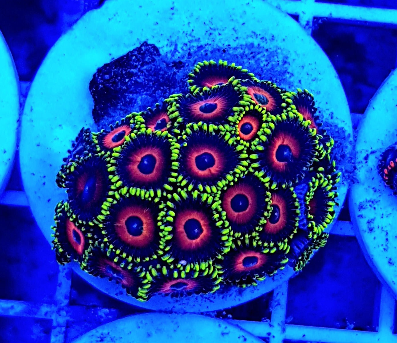 Zoanthus spp. (Watermelon) (frag)