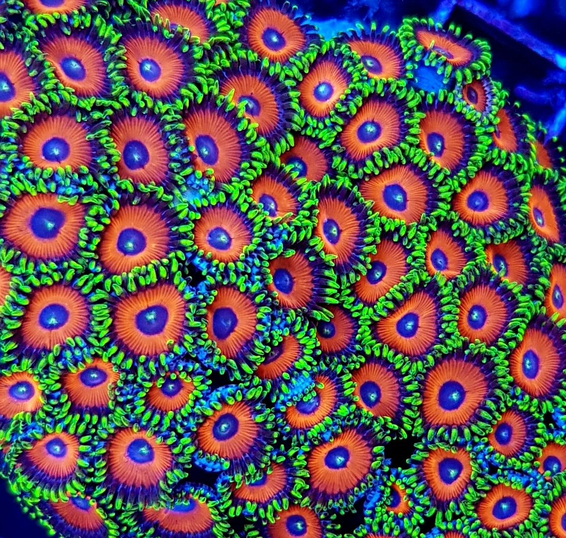 Zoanthus spp. (Watermelon) (frag)