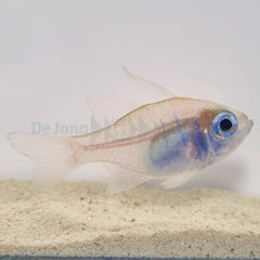 Zoramia leptacantha