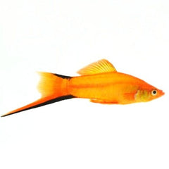 Zwaarddrager golden comet ML