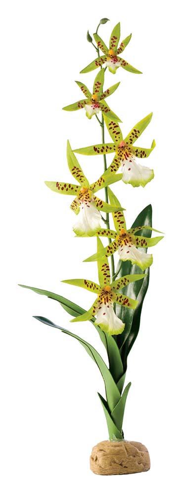 Exo Terra spinnen orchidee