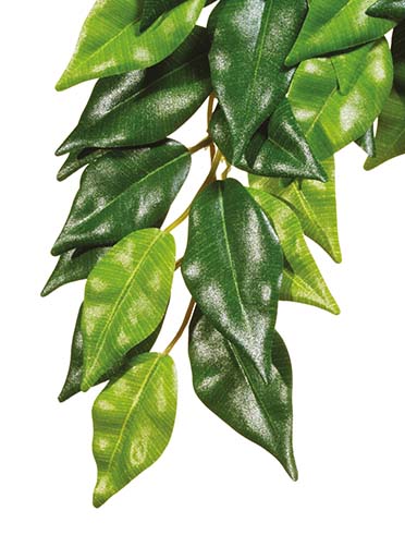 ExoTerra Ficus