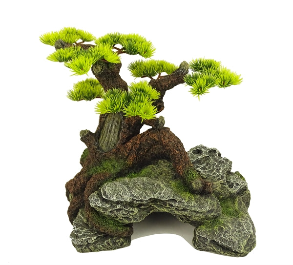 Blue Belle Pacific Bonsai Wonder 1