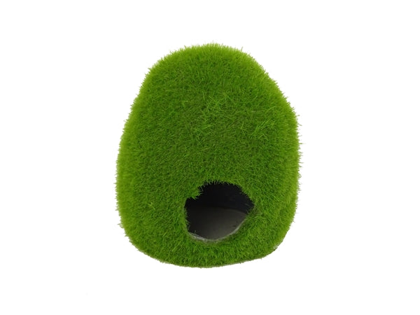 BLUE BELLE PACIFIC MOSSY HOLE S