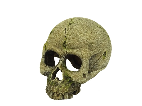 Blue Belle Pacific Skeleton 11 cm