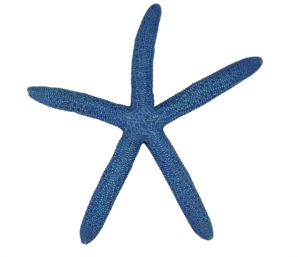 BLUE BELLE PACIFIC STAR FISH COLOR BLUE 20 CM